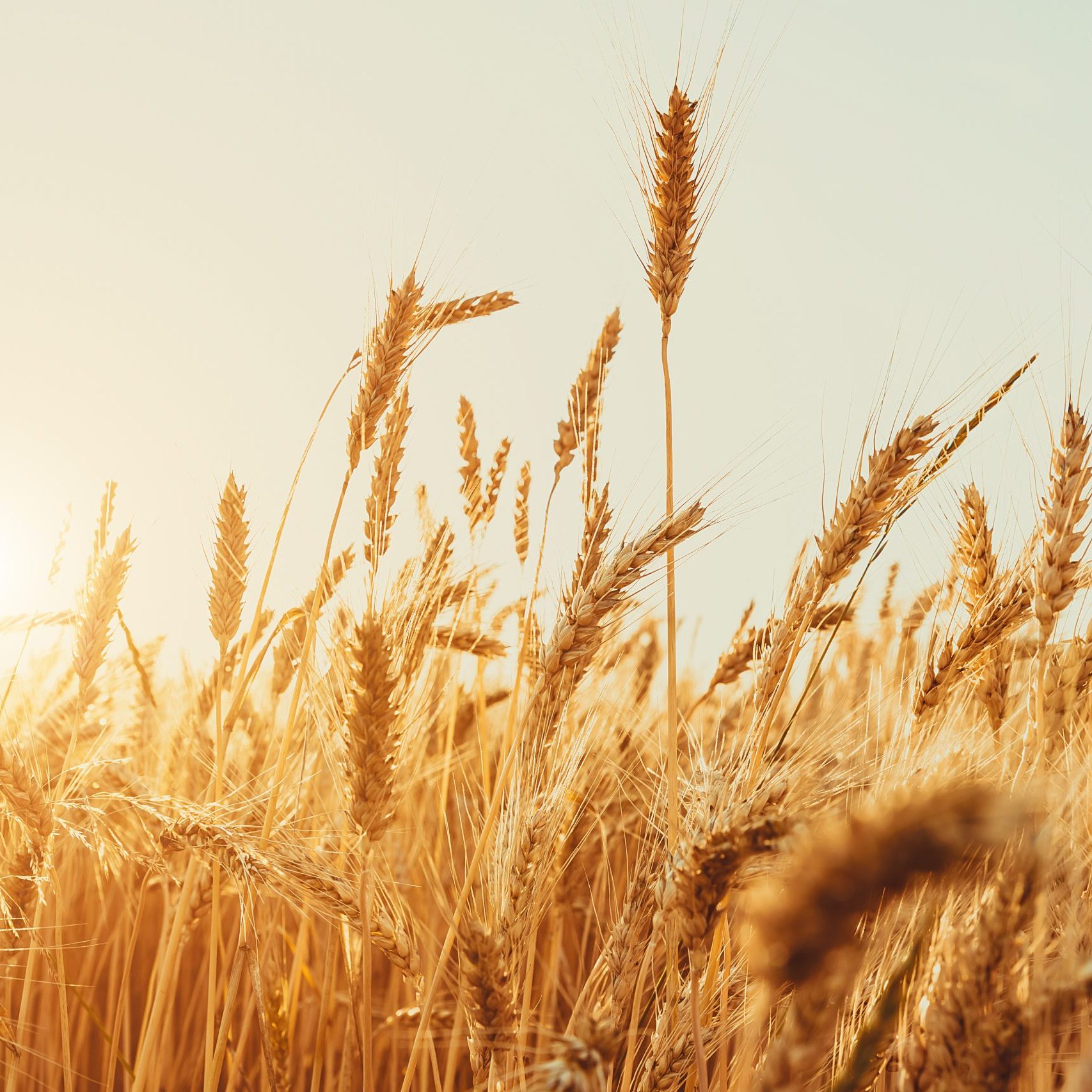 Gold Wheat Field. Beautiful Nature Sunset Landscape. Background of ripening ears of meadow wheat field.