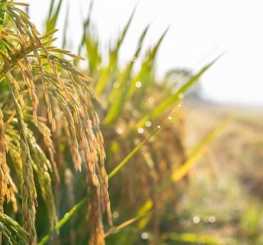 Golden yellow rice ear of rice growing in autumn paddy field