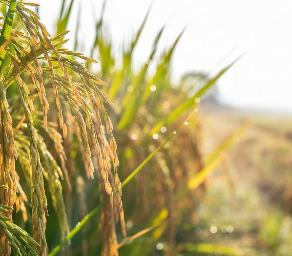 Golden yellow rice ear of rice growing in autumn paddy field