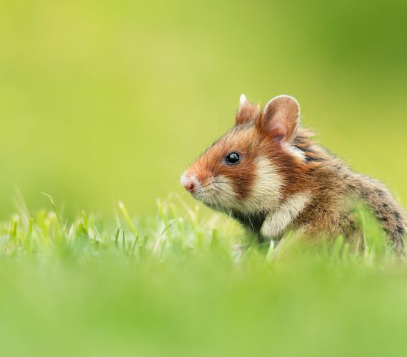 European hamster (Cricetus cricetus), with a beautiful green coloured background. An amazing endangered mammal with brown hair sitting in the grass in the cemetery. Wildlife scene from nature, Austria